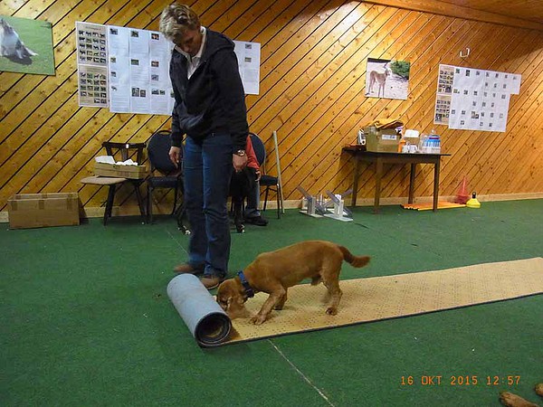 med_Roll out - Odin2.jpg (600 x 450)